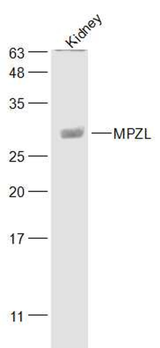 MPZL Antibody in Western Blot (WB)