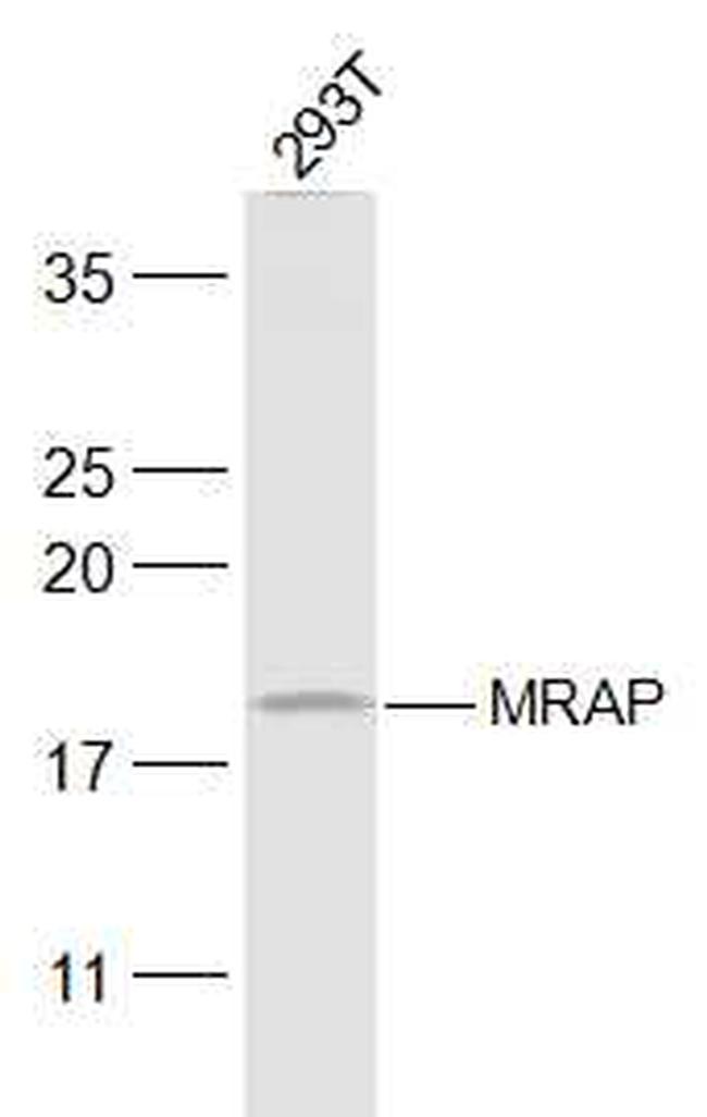 MRAP Antibody in Western Blot (WB)
