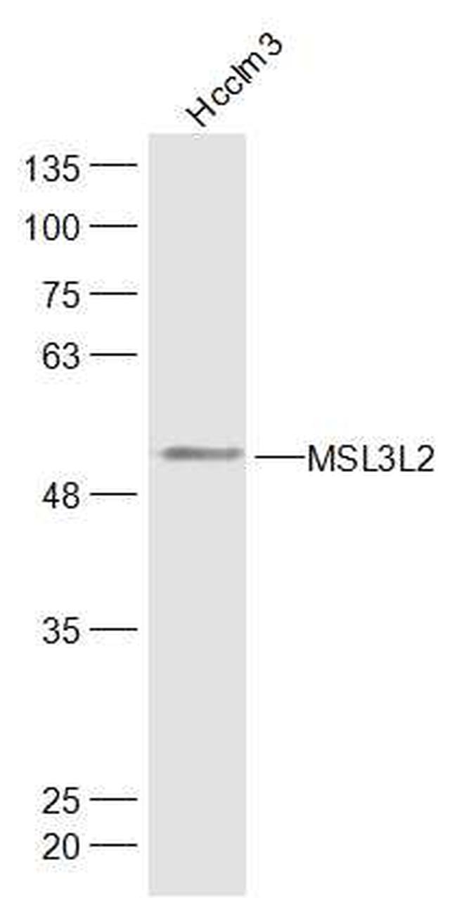 MSL3L2 Antibody in Western Blot (WB)