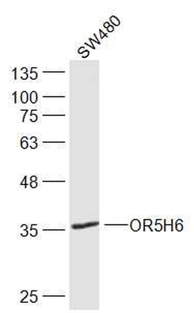 OR5H6 Antibody in Western Blot (WB)