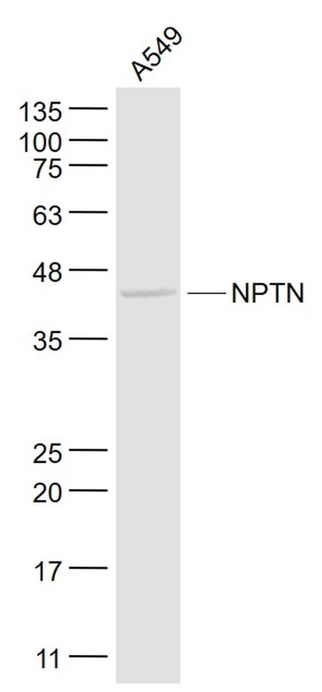 SDFR1/NPTN Antibody in Western Blot (WB)
