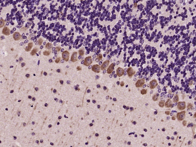 Group I mGLUR Antibody in Immunohistochemistry (Paraffin) (IHC (P))