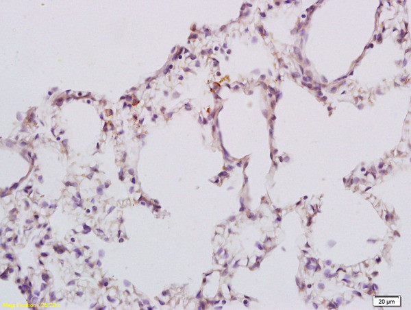 GPR78 Antibody in Immunohistochemistry (Paraffin) (IHC (P))