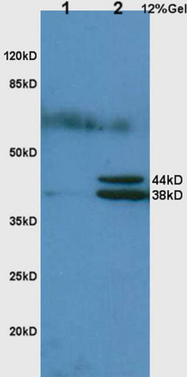 Hpt/Haptoglobin Antibody in Western Blot (WB)