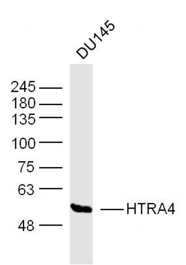 HTRA4 Antibody in Western Blot (WB)