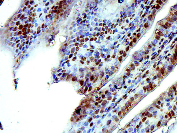 ISX/Intestine specific homeobox Antibody in Immunohistochemistry (Paraffin) (IHC (P))