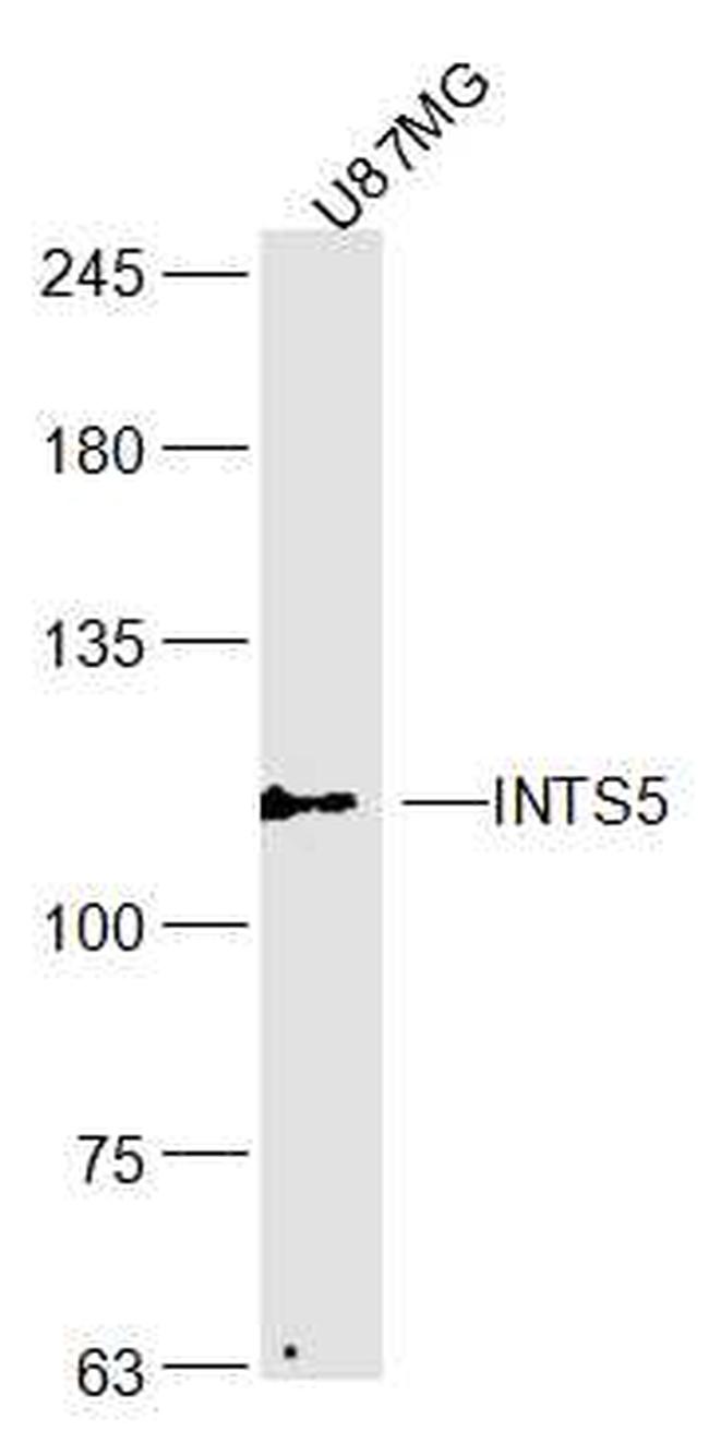 INTS5 Antibody in Western Blot (WB)