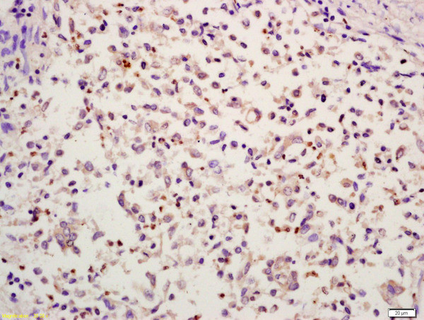 HMGB4 Antibody in Immunohistochemistry (Paraffin) (IHC (P))