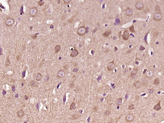 Liprin alpha 2 Antibody in Immunohistochemistry (Paraffin) (IHC (P))