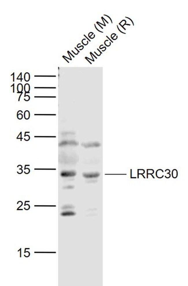 LRRC30 Antibody in Western Blot (WB)