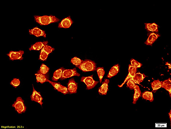 lamin A/C Antibody in Immunocytochemistry (ICC/IF)
