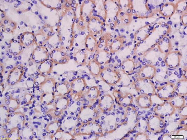 LRRC67 Antibody in Immunohistochemistry (Paraffin) (IHC (P))