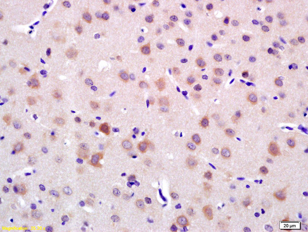 LRIG1 Antibody in Immunohistochemistry (Paraffin) (IHC (P))