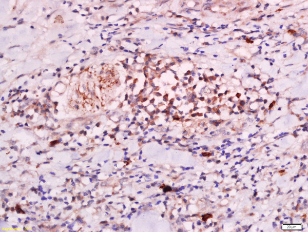 CLEC16A Antibody in Immunohistochemistry (Paraffin) (IHC (P))