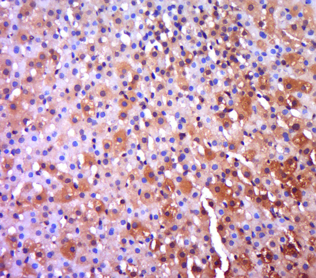Ntn1/Netrin 1 Antibody in Immunohistochemistry (Paraffin) (IHC (P))
