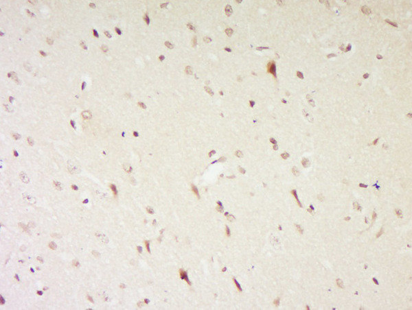 NGB/neuroglobin Antibody in Immunohistochemistry (Paraffin) (IHC (P))