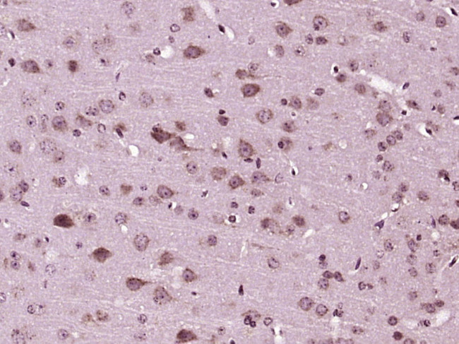 MANSC1 Antibody in Immunohistochemistry (Paraffin) (IHC (P))