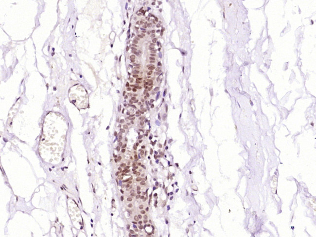 MDFI Antibody in Immunohistochemistry (Paraffin) (IHC (P))