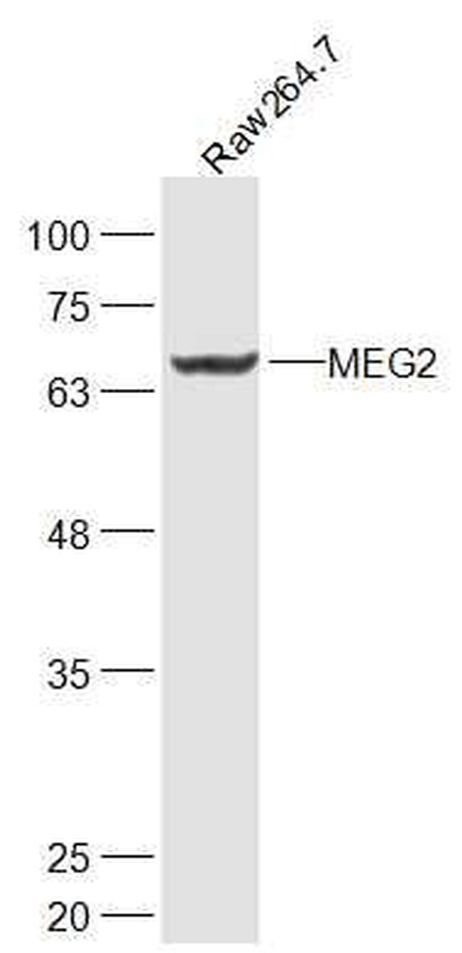 MEG2 Antibody in Western Blot (WB)