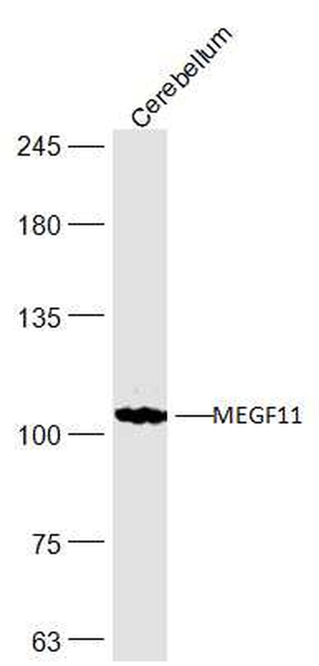 MEGF11 Antibody in Western Blot (WB)