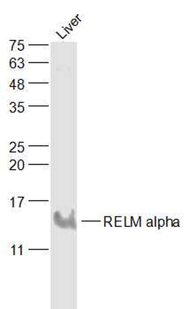 Relm Rpu 416 RELMa/RELM alpha Polyclonal Antibody (BS-1884R)