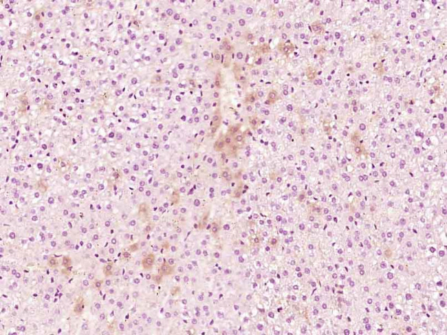Reprimo Antibody in Immunohistochemistry (Paraffin) (IHC (P))