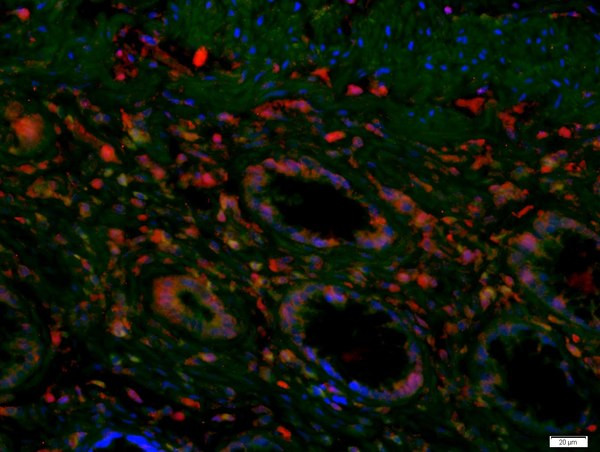 SAMDC/AMD1 Antibody in Immunohistochemistry (Paraffin) (IHC (P))