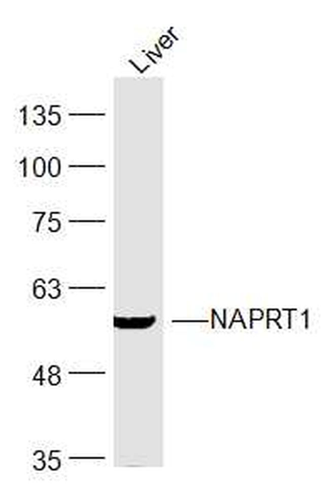 NAPRT1 Antibody in Western Blot (WB)