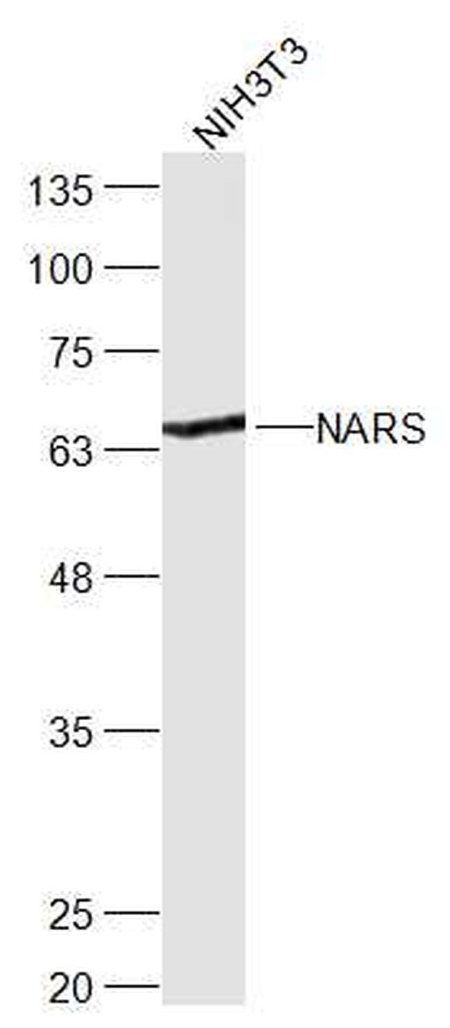 NARS Antibody in Western Blot (WB)