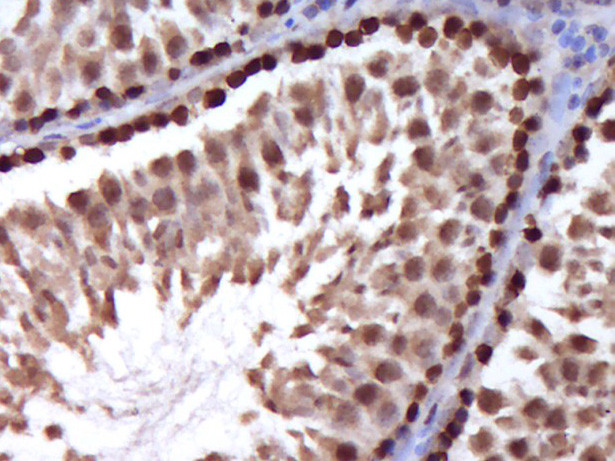 Stra8 Antibody in Immunohistochemistry (Paraffin) (IHC (P))