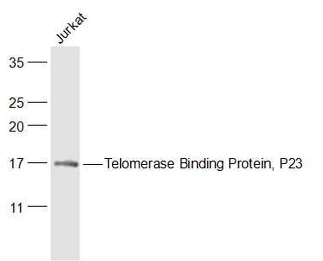 Telomerase Binding Protein, P23 Antibody in Western Blot (WB)