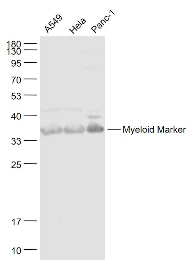 MYADM Antibody in Western Blot (WB)