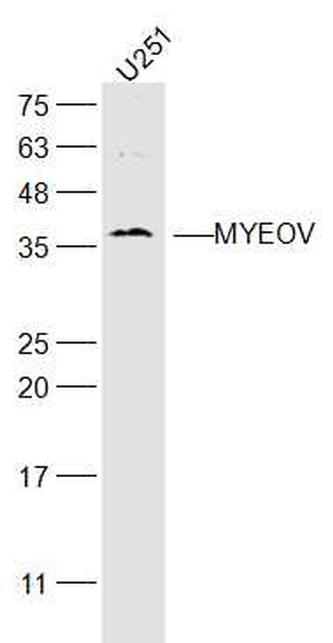 MYEOV Antibody in Western Blot (WB)