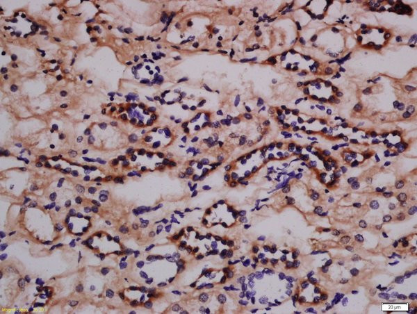 Phospho-Nephrin (Tyr1217) Antibody in Immunohistochemistry (Paraffin) (IHC (P))
