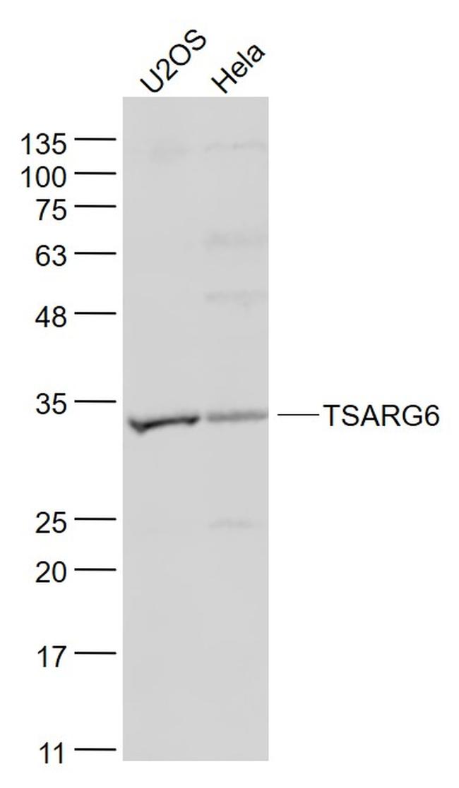 TSARG6/DNAJB13 Antibody in Western Blot (WB)