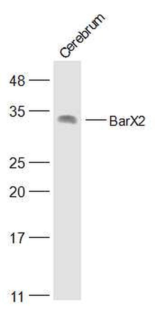 BarX2 Antibody in Western Blot (WB)