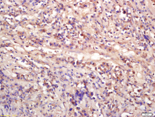 WNT9A Antibody in Immunohistochemistry (Paraffin) (IHC (P))