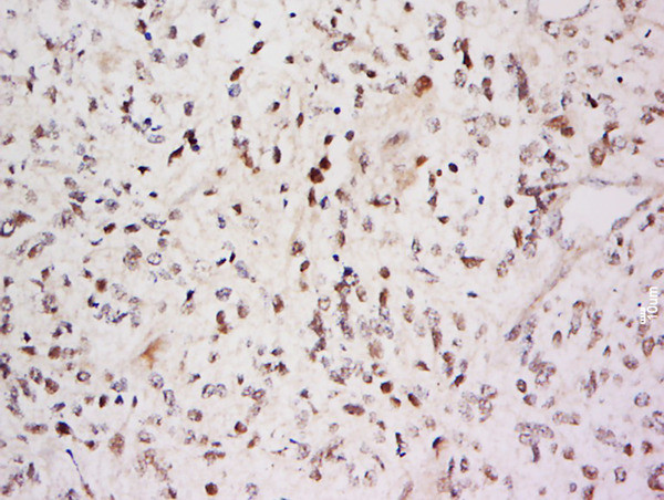 SARA Antibody in Immunohistochemistry (Paraffin) (IHC (P))