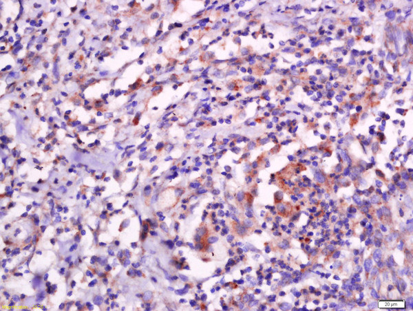 Sarcalumenin Antibody in Immunohistochemistry (Paraffin) (IHC (P))