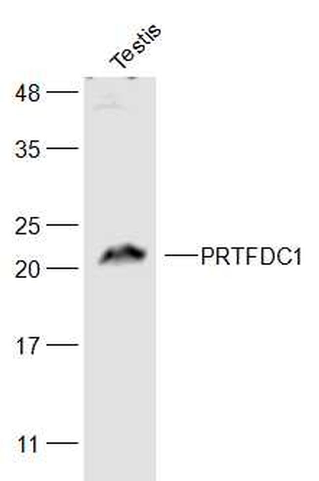 PRTFDC1 Antibody in Western Blot (WB)