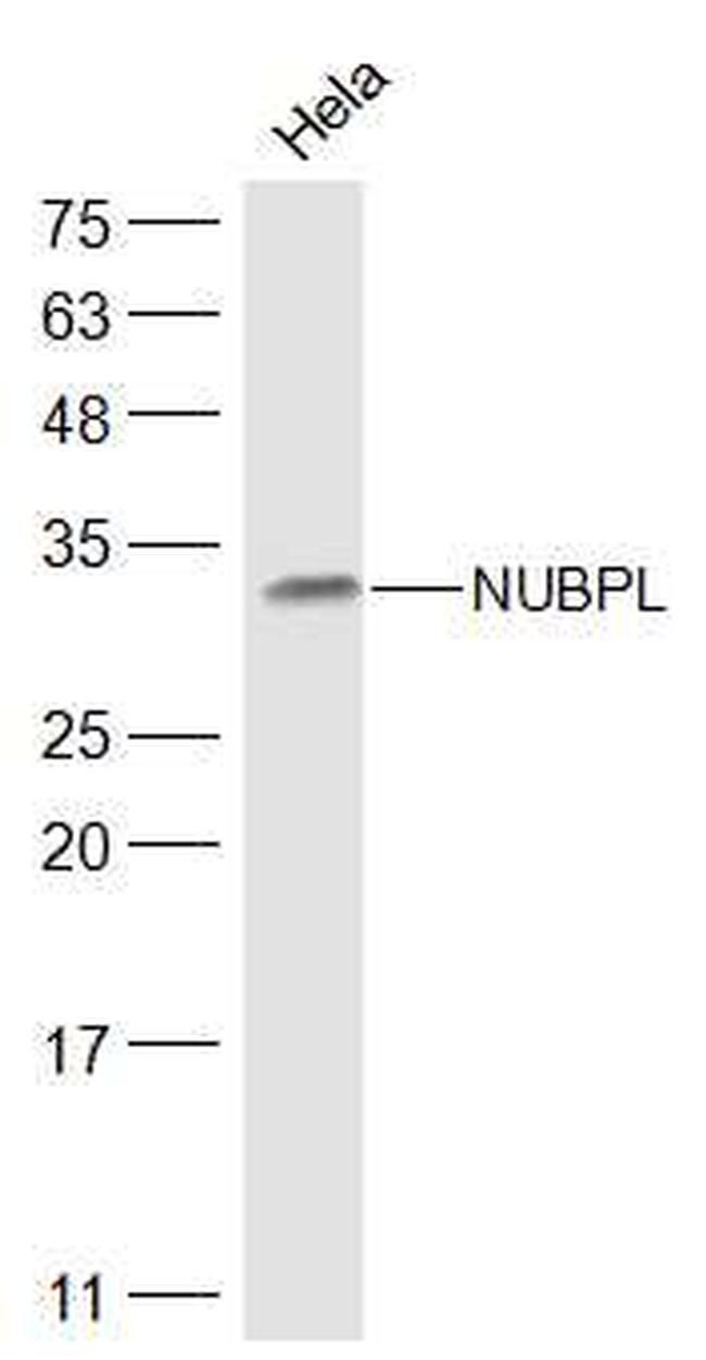 NUBPL Antibody in Western Blot (WB)