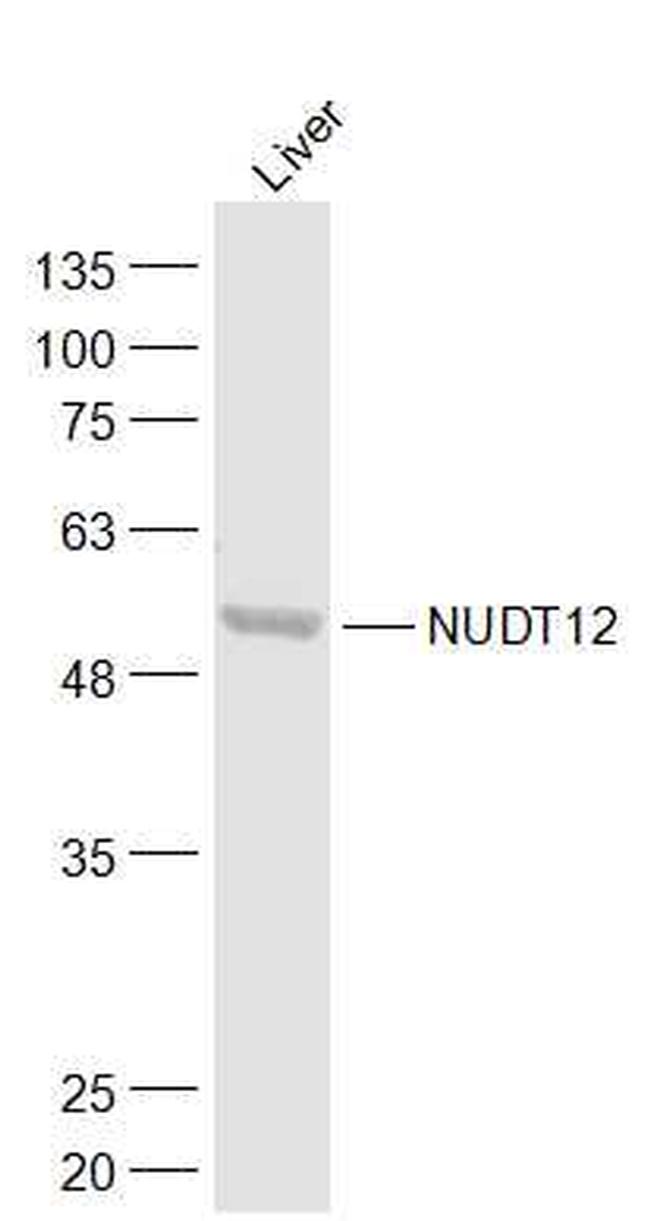 NUDT12 Antibody in Western Blot (WB)