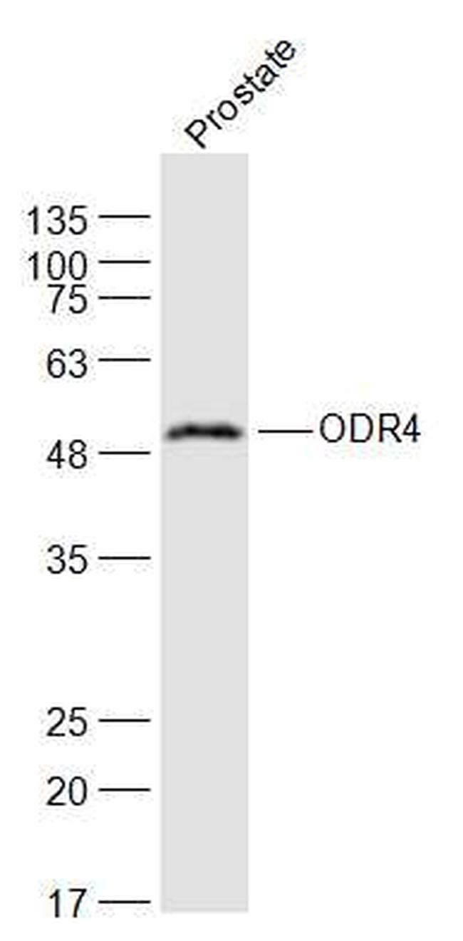 ODR4 Antibody in Western Blot (WB)