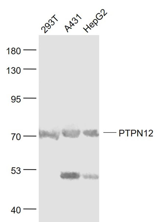 PTPN12 Antibody in Western Blot (WB)