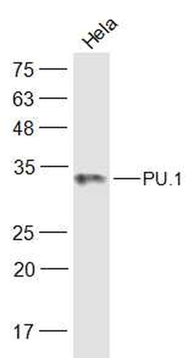 PU.1/Spi1 Antibody in Western Blot (WB)