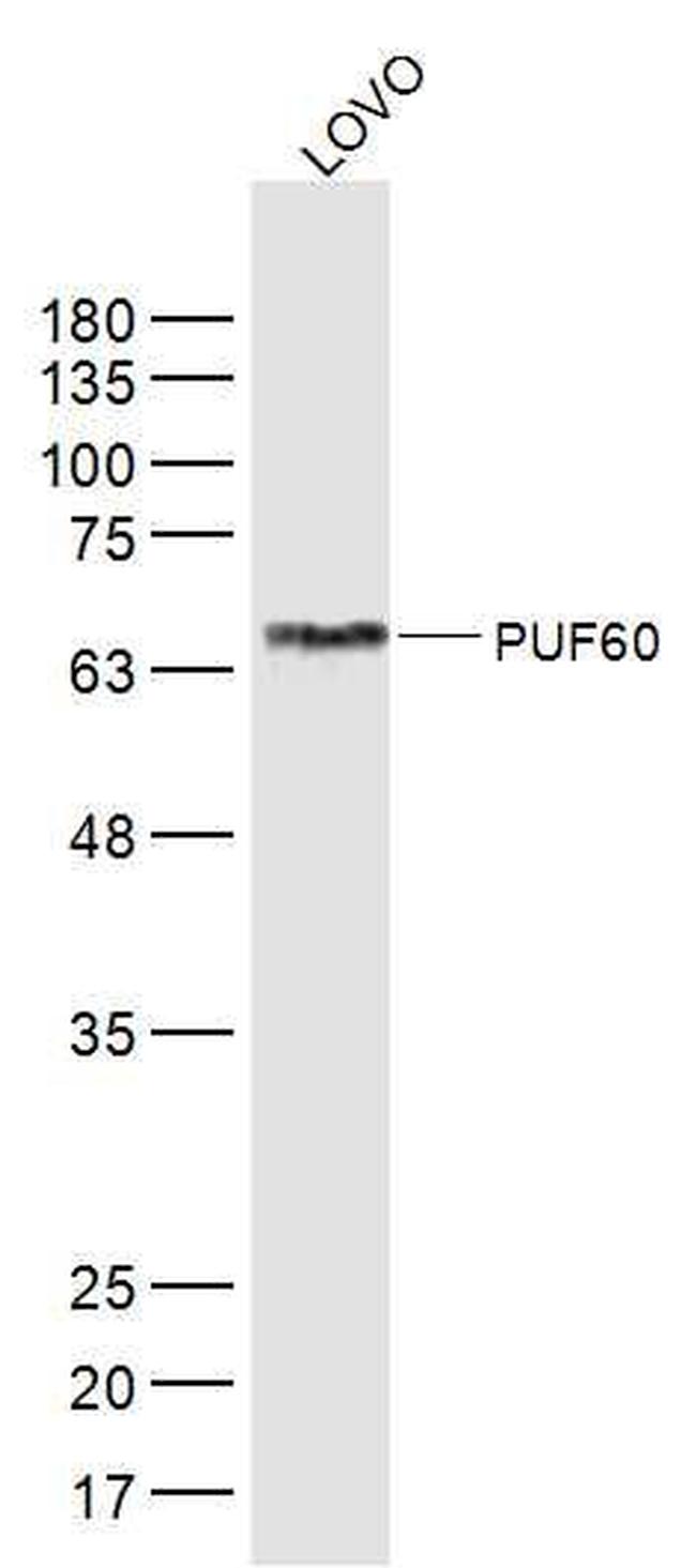 PUF60 Antibody in Western Blot (WB)