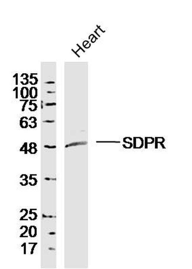 SDPR Antibody in Western Blot (WB)