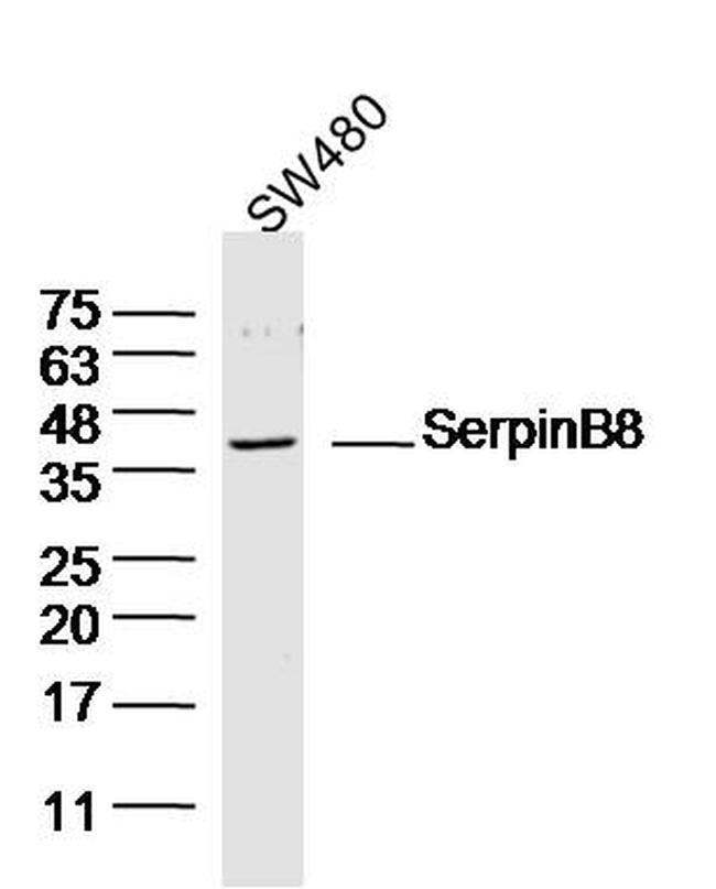 SerpinB8 Antibody in Western Blot (WB)