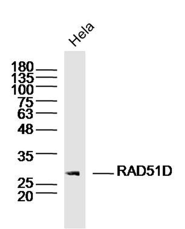 RAD51D Antibody in Western Blot (WB)