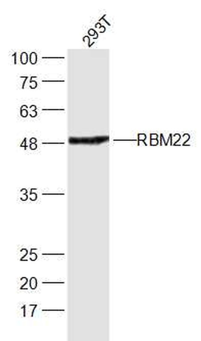 RBM22 Antibody in Western Blot (WB)